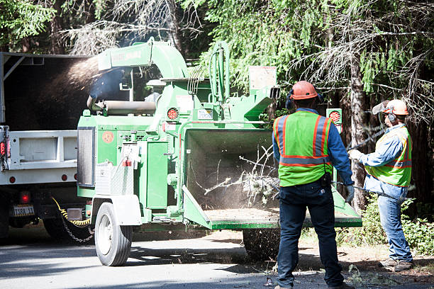 Best Lawn Disease Treatment  in Zephyrhills North, FL