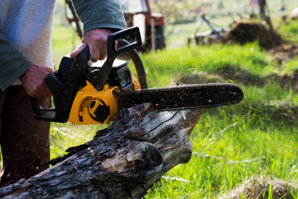 Best Storm Damage Tree Cleanup  in Zephyrhills North, FL